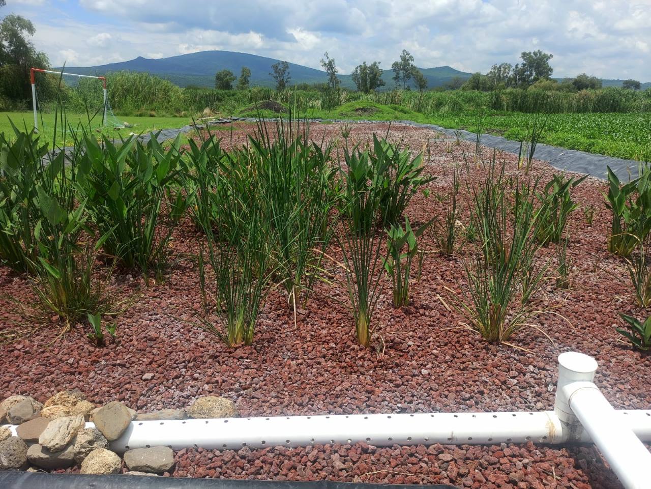 Tratamientos experimentales